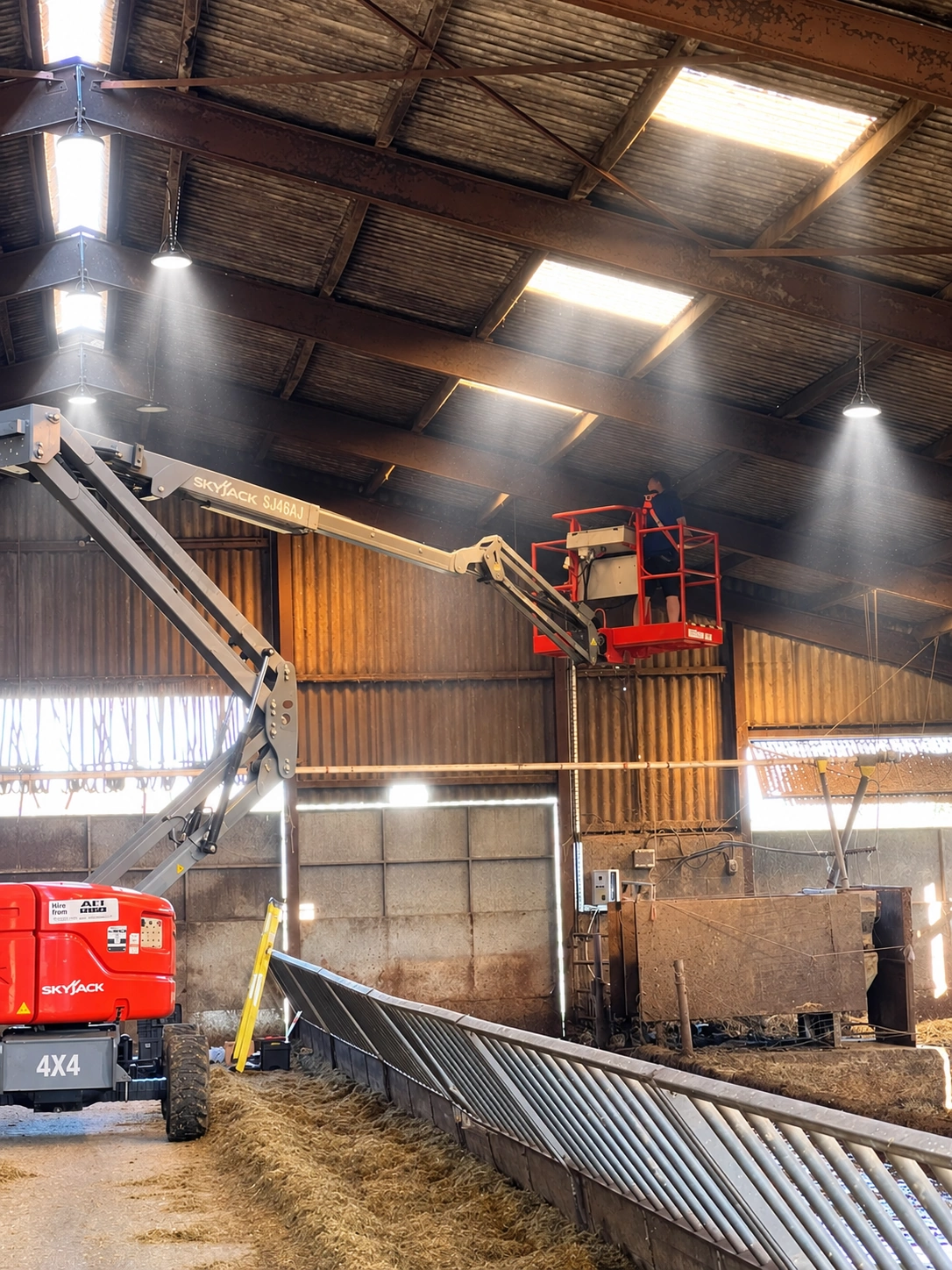 Cow shed lighting
